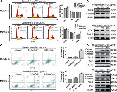 Cinobufacini injection suppresses the proliferation of human osteosarcoma cells by inhibiting PIN1-YAP/TAZ signaling pathway